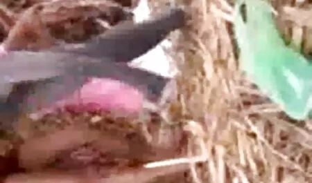 মেয়েদের হস্তমৈথুন মহিলাদের সরাসরি চোদা চোদি অন্তর্বাস বড়ো মাই মাই এর