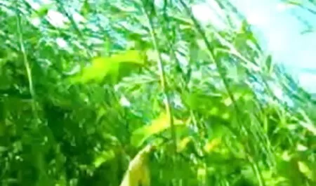 পর্নোতারকা আরবি চোদা চোদি সুন্দরী বালিকা