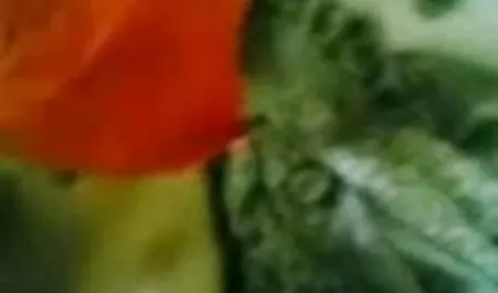 মর্গান চোধা চোদি লি আক্রমণকারী সম্পূর্ণ 1080